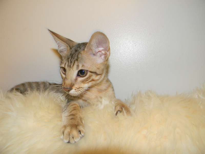 Savannah cat for sale  Savannah kittens for sale - Belle Hollow