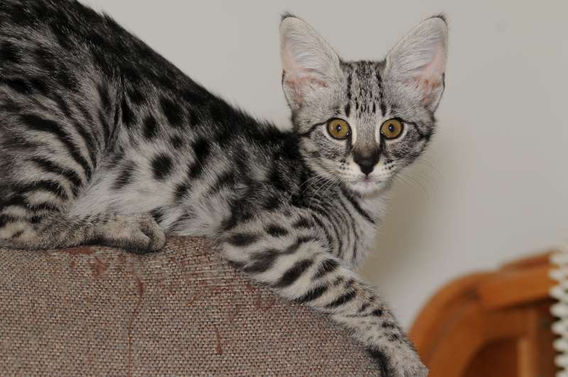 serval cat for sale price