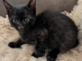  Ashryver Savannah F-6SBT Melanistic Kitten DOB 11-23-25