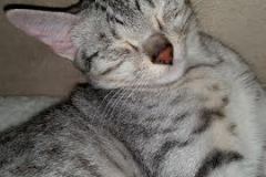 Sophie Egyptian Mau silver female DOB 9-15-14
