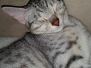Sophie Egyptian Mau silver female DOB 9-15-14