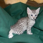 Egyptian Mau Silver Female Sophie DOB 9-15-14