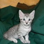 Egyptian Mau Silver Female Sophie DOB 9-15-14