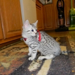 Egyptian Mau Silver Female Sophie DOB 9-15-14