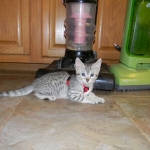 Egyptian Mau Silver Female Sophie DOB 9-15-14