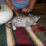 Egyptian Mau Silver Female Juju DOB 9-15-14 002-800