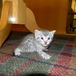 Egyptian Mau Silver Female Juju DOB 9-15-14 005-800