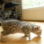 Mau Silver Female Juju DOB 9-15-14 007-800