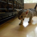 Egyptian Mau Silver Female Sophie DOB 9-15-14 009-800