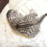 Mau Silver female #1 Tarnish DOB 9-15-14 002-800