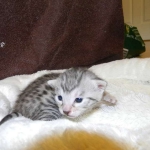 Egyptian Mau Silver female #1 Tarnish DOB 9-15-14 005-800