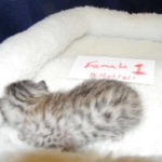 Egyptian Mau Silver female #1 light tarnish  DOB 9-15-14 001-800