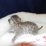 Egyptian Mau Silver female #1 light tarnish  DOB 9-15-14 002-800