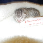 Egyptian Mau Silver female #1 light tarnish  DOB 9-15-14 003-800