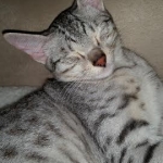 Sophie at 5 months.jpg