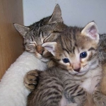 Kiki Egyptian Mau