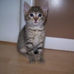 Kiki Egyptian Mau