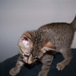Kiki Egyptian Mau
