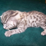 Duke And Daisy - Smoke Egyptain Maus DOB 8-26-10