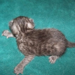 Duke And Daisy - Smoke Egyptain Maus DOB 8-26-10