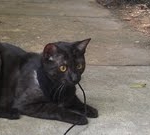 Duke And Daisy - Smoke Egyptain Maus DOB 8-26-10