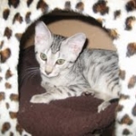 Duke And Daisy - Smoke Egyptain Maus DOB 8-26-10