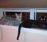 Duke And Daisy - Smoke Egyptain Maus DOB 8-26-10