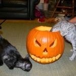 Duke And Daisy - Smoke Egyptain Maus DOB 8-26-10