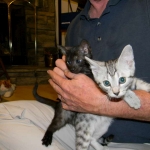 Duke And Daisy - Smoke Egyptain Maus DOB 8-26-10