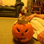 Duke And Daisy - Smoke Egyptain Maus DOB 8-26-10