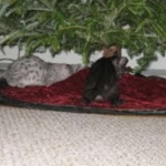 Duke And Daisy - Smoke Egyptain Maus DOB 8-26-10