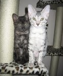 Duke And Daisy - Smoke Egyptain Maus DOB 8-26-10
