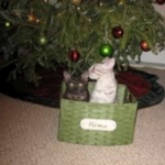 Duke And Daisy - Smoke Egyptain Maus DOB 8-26-10