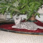 Duke And Daisy - Smoke Egyptain Maus DOB 8-26-10