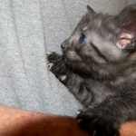 Duke And Daisy - Smoke Egyptain Maus DOB 8-26-10