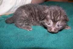 Dexter - Egyptian Mau Smoke Male  DOB 8-26-10