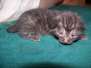 Dexter - Egyptian Mau Smoke Male  DOB 8-26-10