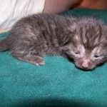 Dexter - Egyptain Mau Smoke Male DOB 8-26-10
