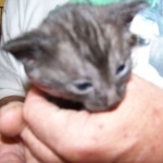 Dexter - Egyptain Mau Smoke Male DOB 8-26-10