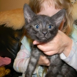 Dexter - Egyptain Mau Smoke Male DOB 8-26-10