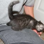 Dexter - Egyptain Mau Smoke Male DOB 8-26-10
