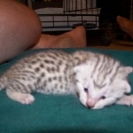 Isis Egyptian Mau silver female dob 8/26/10
