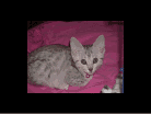 Isis Egyptian Mau silver female dob 8/26/10