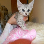 Isis Egyptian Mau silver female dob 8/26/10