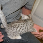 Isis Egyptian Mau silver female dob 8/26/10