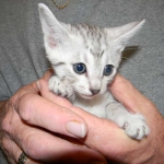 Isis Egyptian Mau silver female dob 8/26/10
