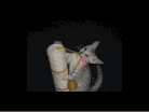 Isis Egyptian Mau silver female dob 8/26/10