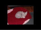 Isis Egyptian Mau silver female dob 8/26/10