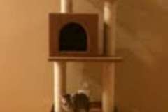 Cairo - Egyptain Mau Silver Male  DOB 9-19-10