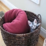 Cairo - Egyptain Mau Silver Male DOB 9/19/10